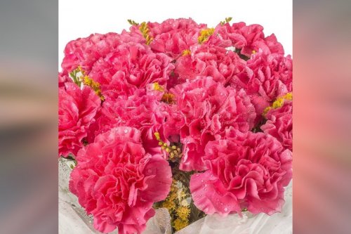 20 pink carnations bouquet by Cherishx