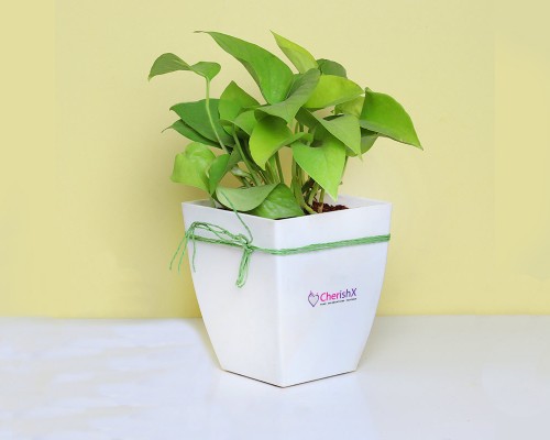 Money plant in a white pot