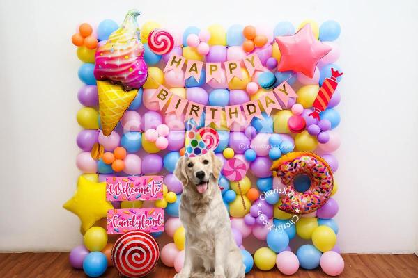 Plan an awesome birthday party for your pet with this Gorgeous Candy Land Birthday Decor!